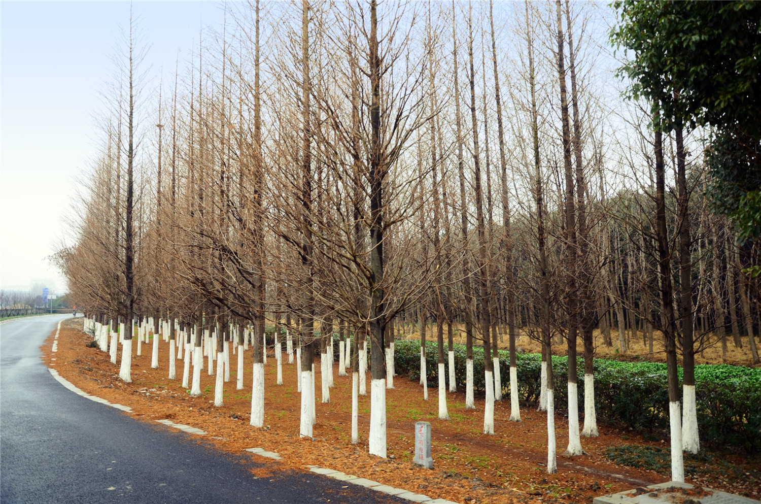 松江区松南郊野公园 上海市规划和自然资源局