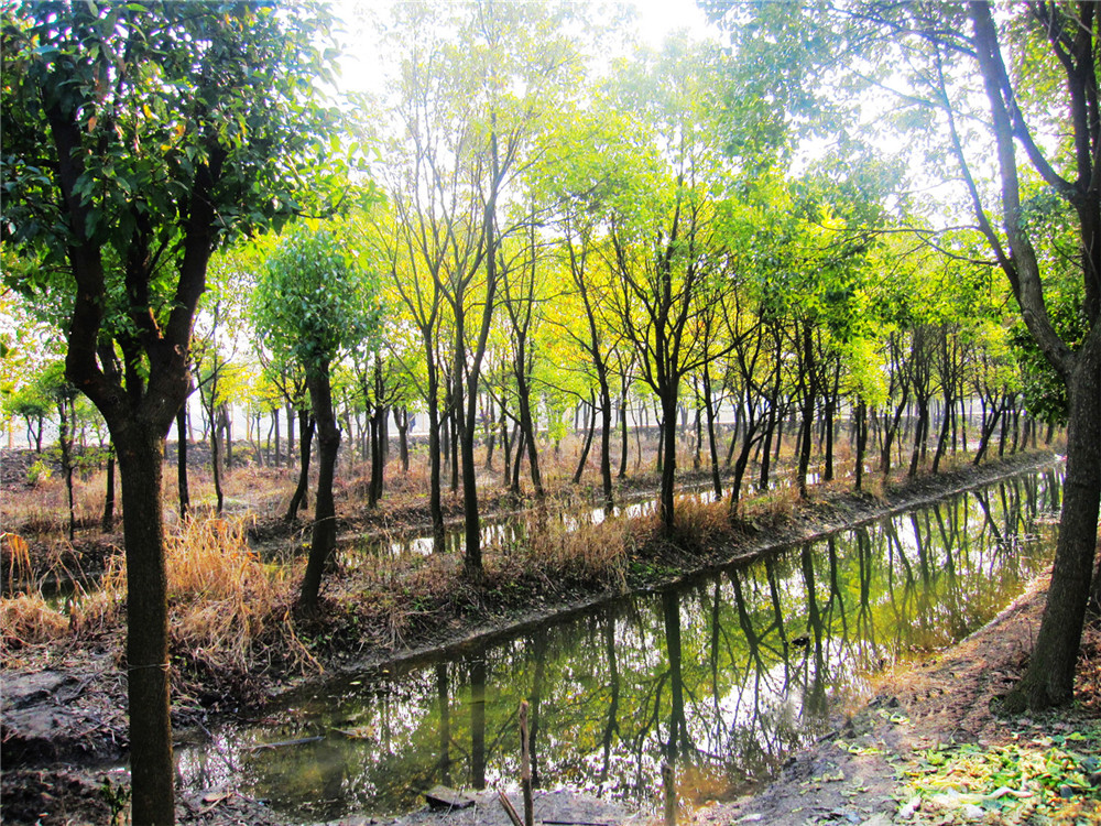 松江区松南郊野公园 上海市规划和自然资源局