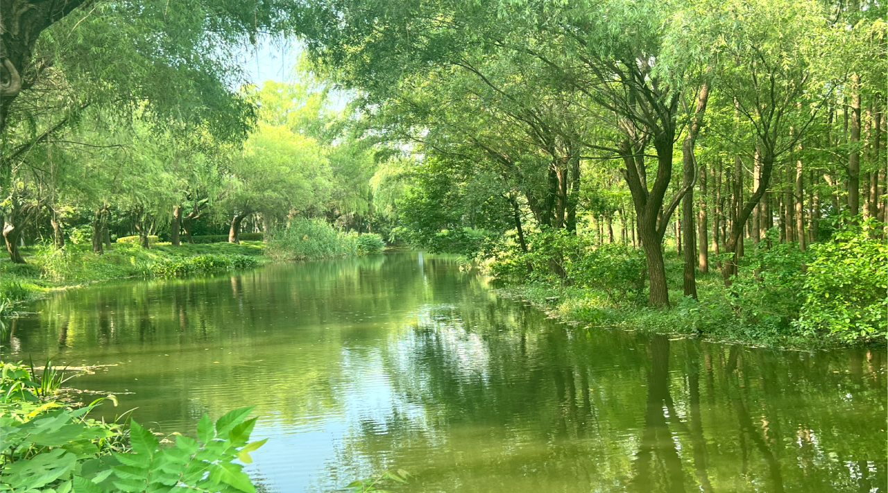 《上海市国土空间近期实施规划（2026—2030年）》专题系列解读6：激活湿地生态功能，推进湿地空间保护建设