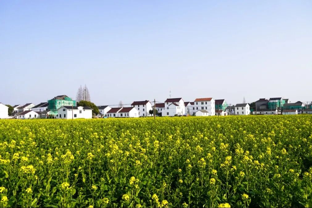 以匠心护肌理，让“沪派江南”焕新颜